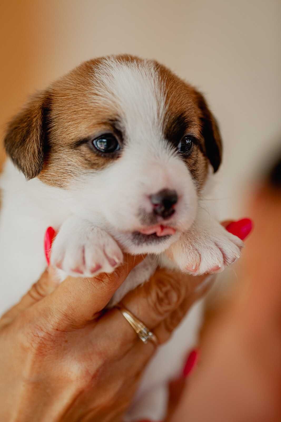Jack Russell Terrier - suczka  ZKwP