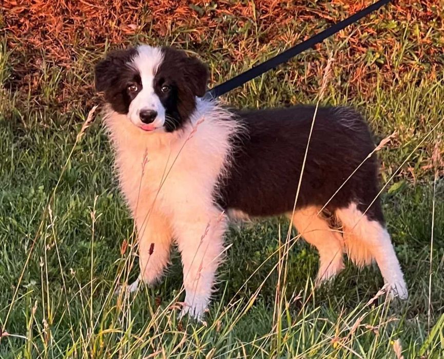 Sunia Border Collie