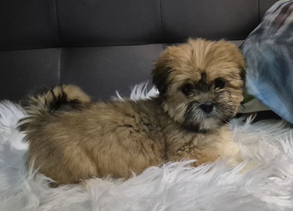 Suczka  lhasa apso