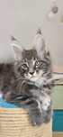 Kocurek Maine Coon