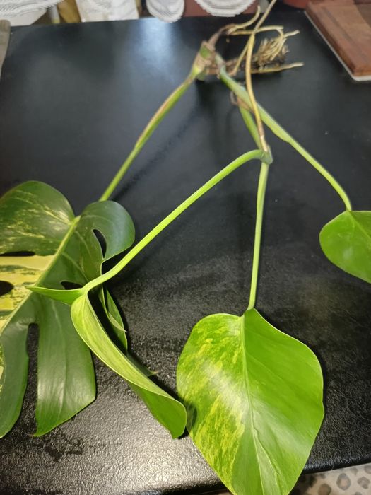 Monstera marmorata