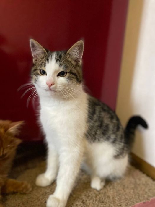 Отдам даром в добрые руки полосато-белого котенка