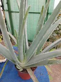 Aloe Vera e Aloe Arborescens - planta em vaso