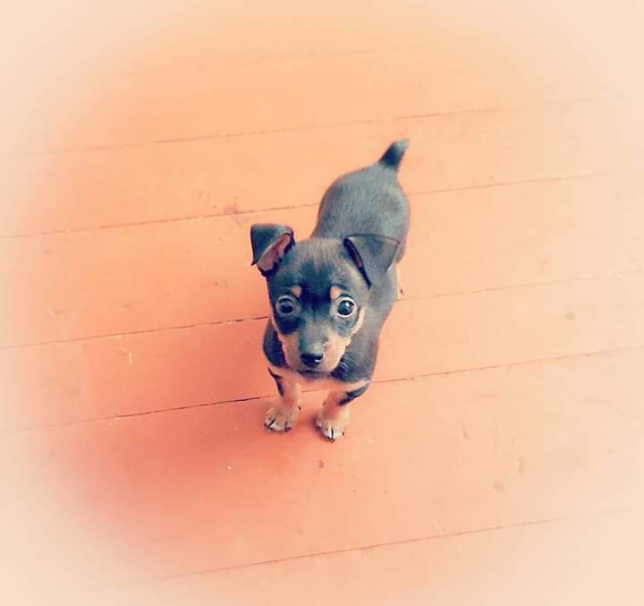 В'язка/Случка тер'єр Зевс