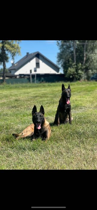 Szczeniaki owczarek belgijski