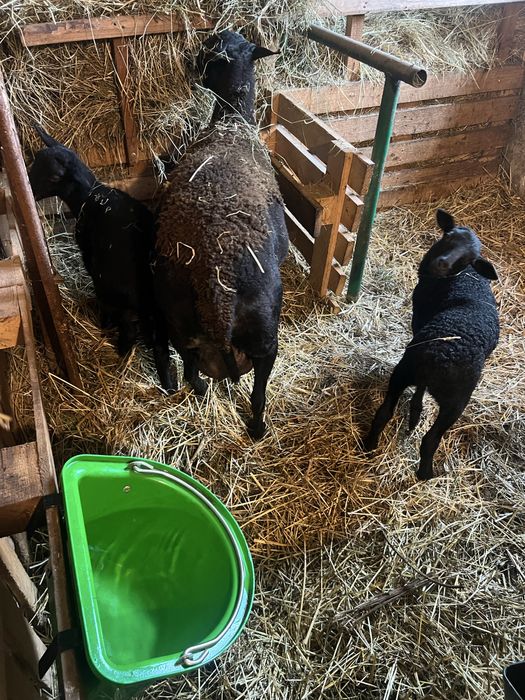 Ogłoszenie o sprzedaży owiec rasy mięsnej szerstnej Nolan owce owce,