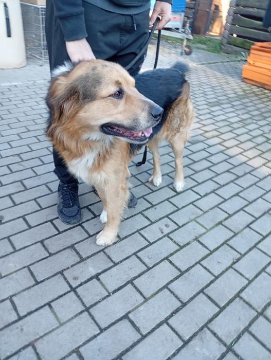 Cudny duży młody kochany pies do adopcji.