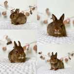 Mini kroliczki domowe Rasowe Karzełek Niderlandzki, Teddy, Mini lop