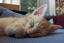Malutki rudy kocurek do adopcji