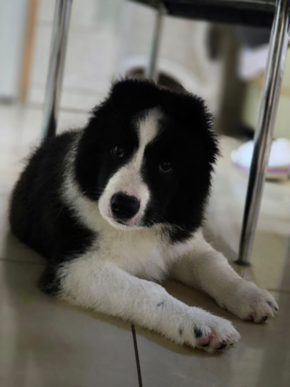 Border Collie chłopcy ZKwP