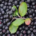 Aronia Soczysta Gruba