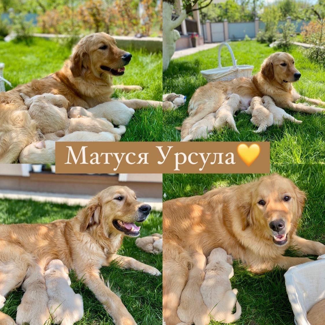Продаються цуценята GOLDEN RETRIEVER