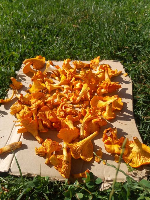 Лисички сушені гриби