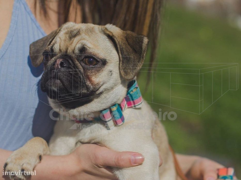 Negócio De Distribuição De Acessorios Animais