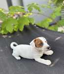 Słodki piesek szczeniak Jack Russell Terrier biało rudy z Rodowodem