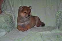 Shiba inu suczka ruda