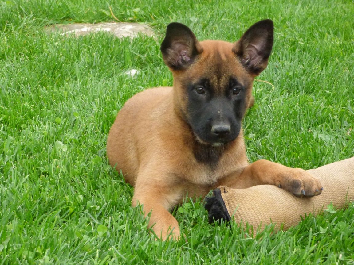 Suczka Owczarek Belgijski Malinois