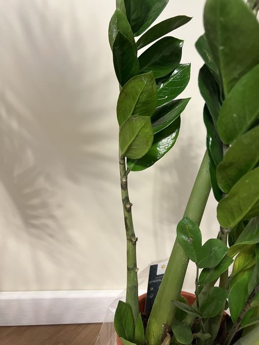 Заміокулькас акційний 105 см