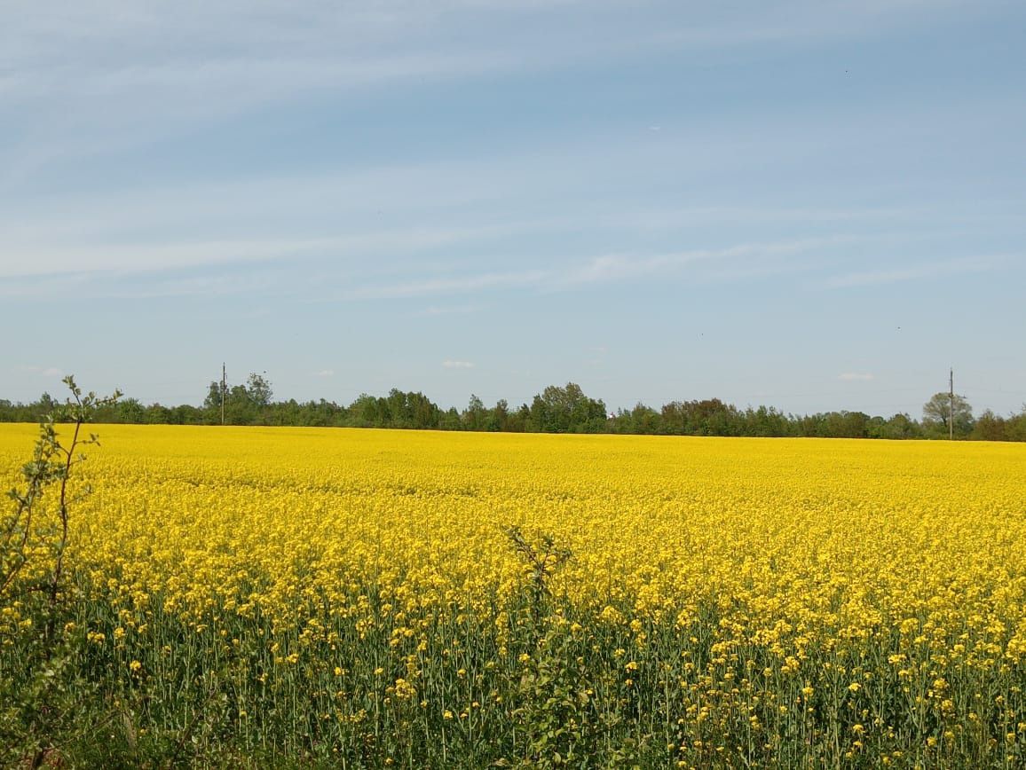 Продам пакети бджолосімей