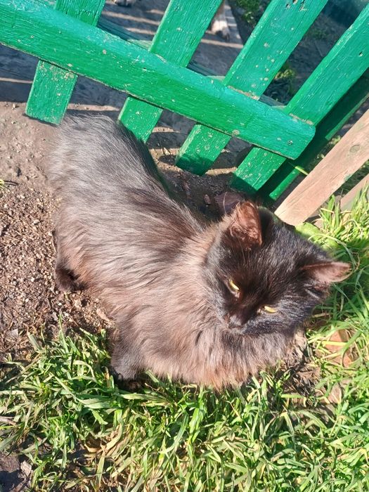 Котята в хорошие руки