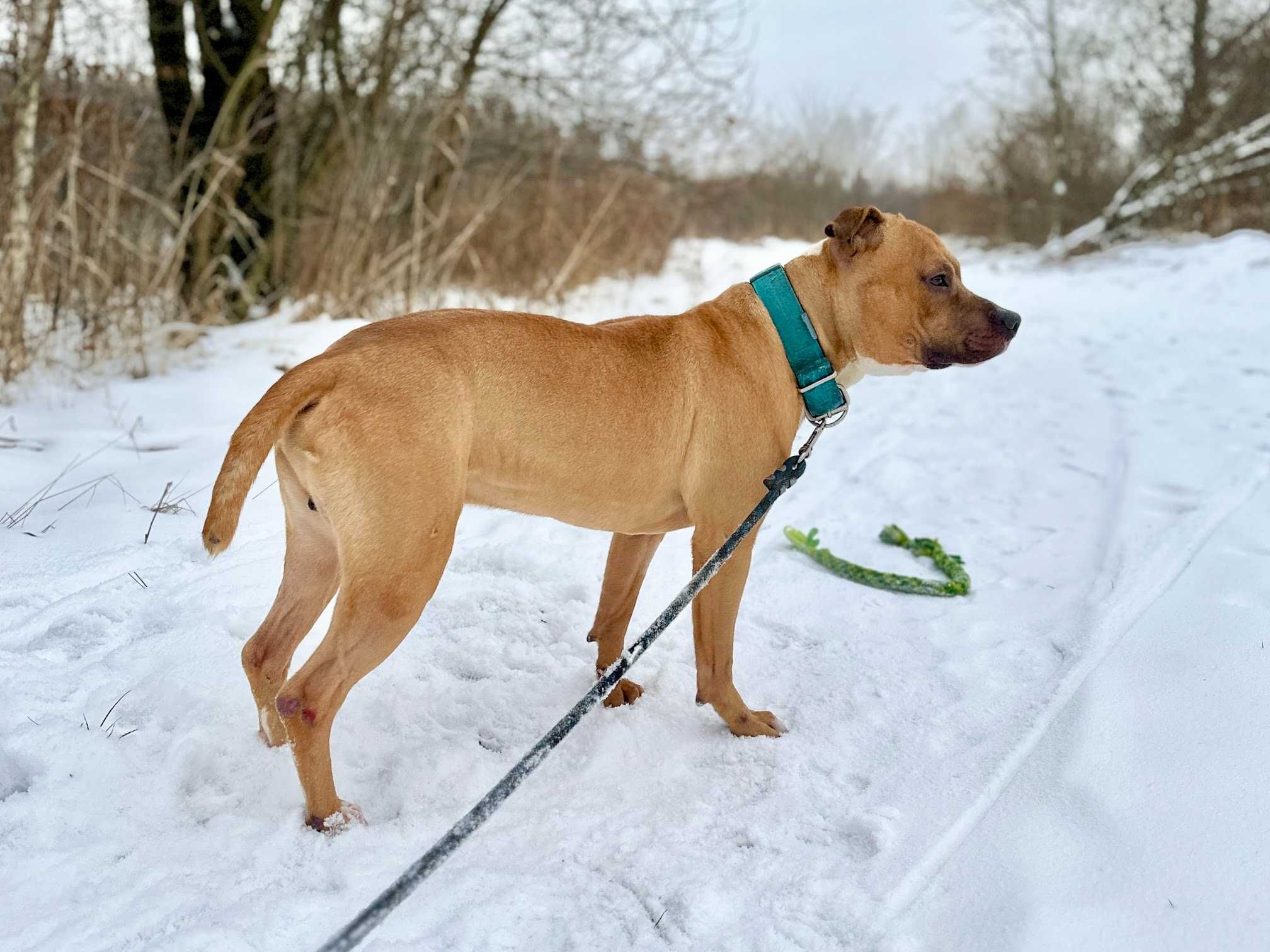 Kochający pitbull ROKI czeka na dom!