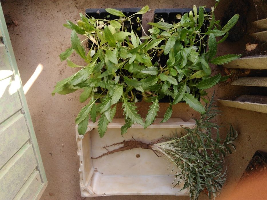 Planta Cardo (Cynara Cardunculus)