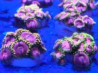 coral zoanthus  muito facil