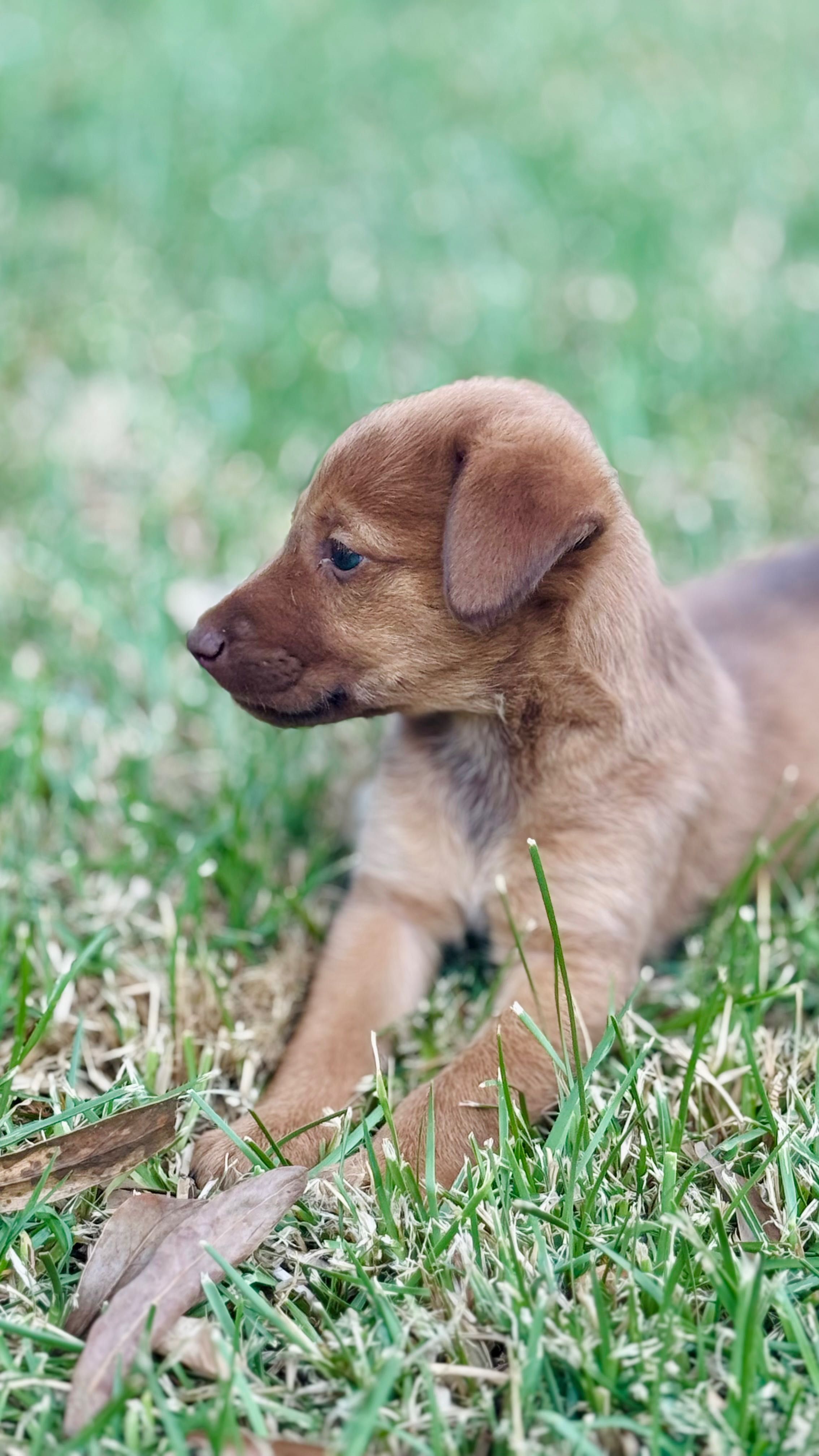 Cães bebés para adoção responsável!
