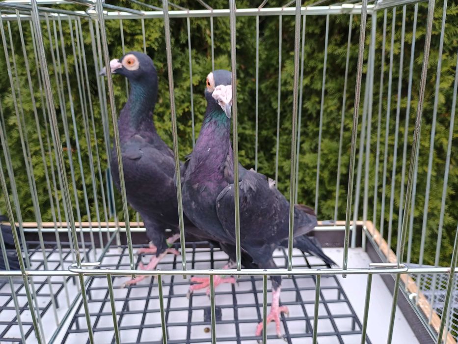 Kariery gołębie ptaki