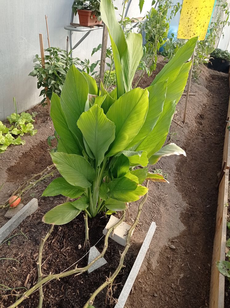 Plantas de curcuma para venda.