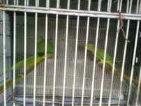 Troco ring necks por aves com o mesmo valor