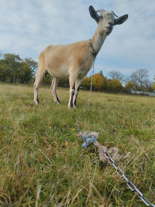 Продається дійна коза