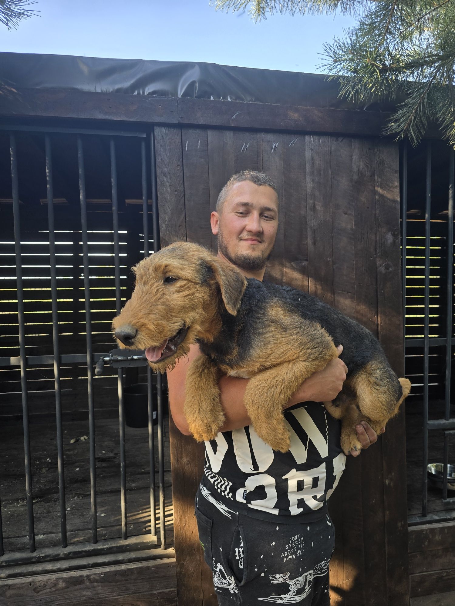 Airedale terrier pies