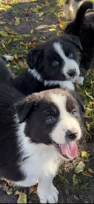 Suczka Border Collie