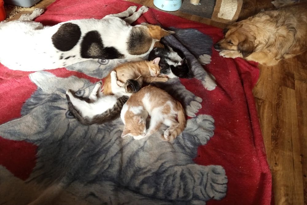 Kociaczki do Adopcji