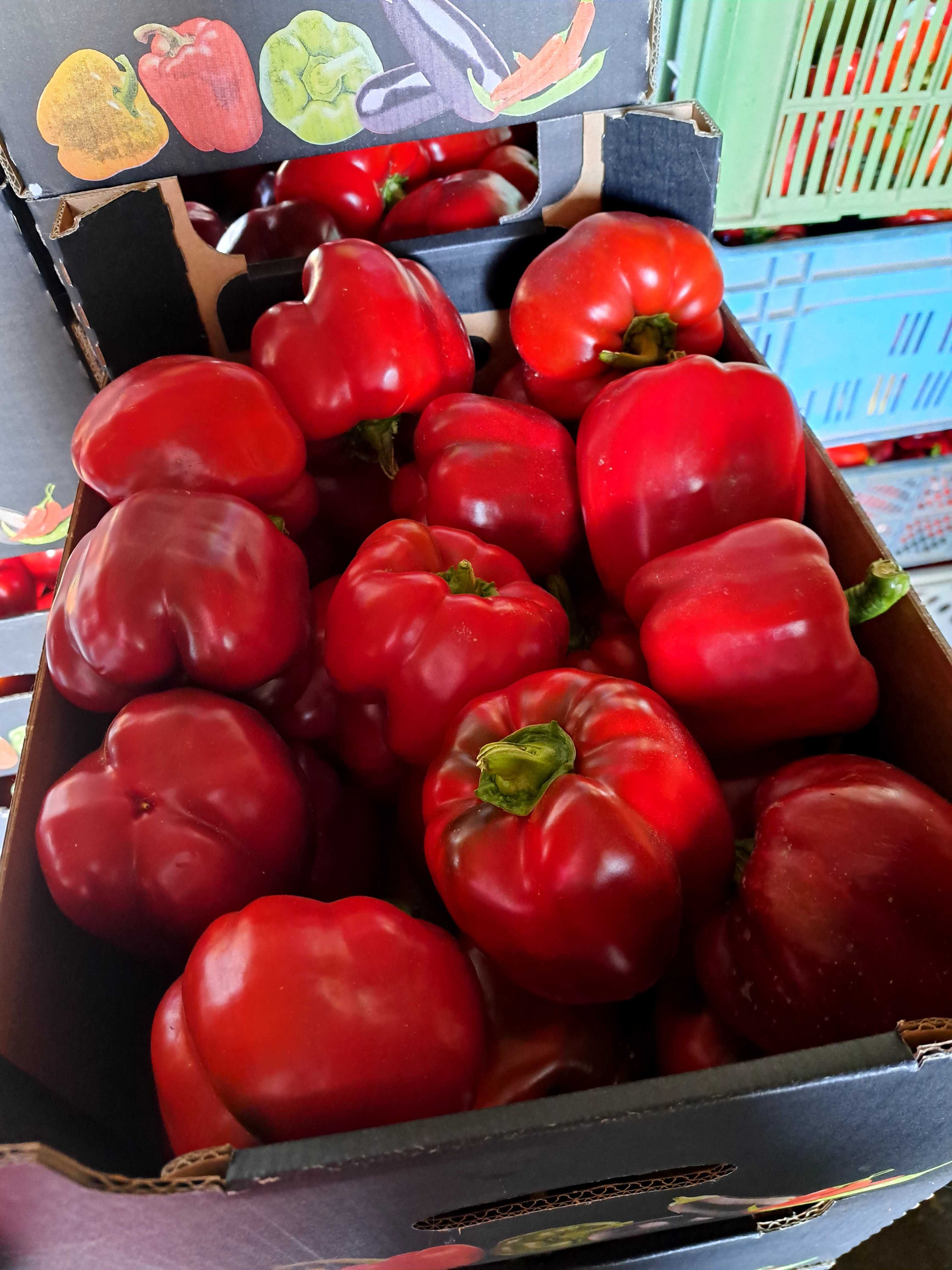 Papryka czerwona 10kg