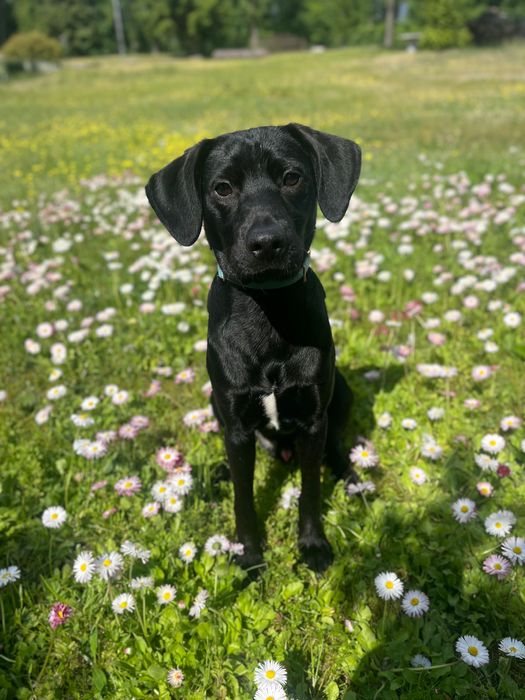 2-letni, przyjazny Zgredek szuka domu