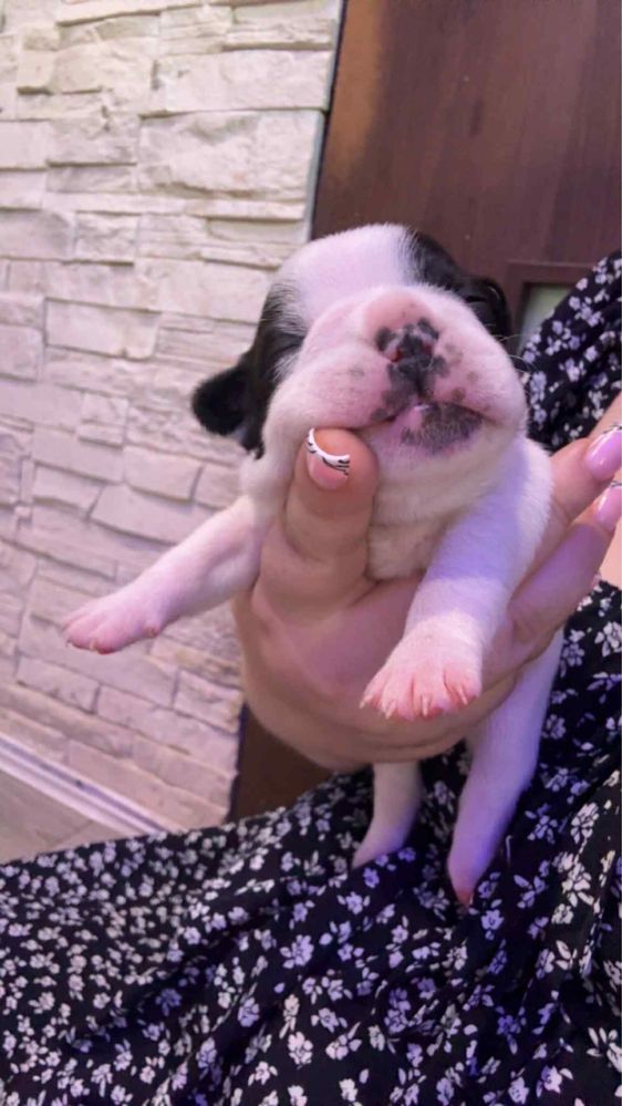 Buldog francuski