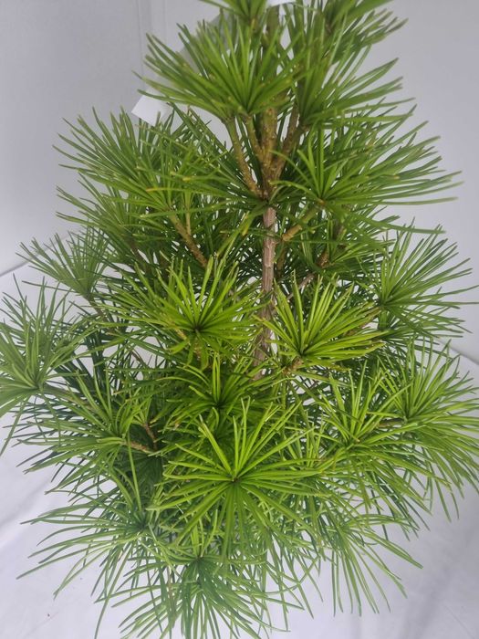 Sośnica Japońska – Rzadkie Drzewko Iglaste, Wys. 90 cm, Doniczka 7L