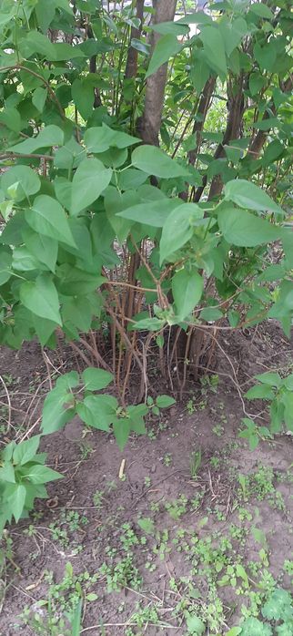 Продам саженцы сирени