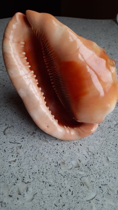 Ракушки морские, океанические большие