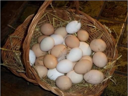 Sprzedam jaja kurze.