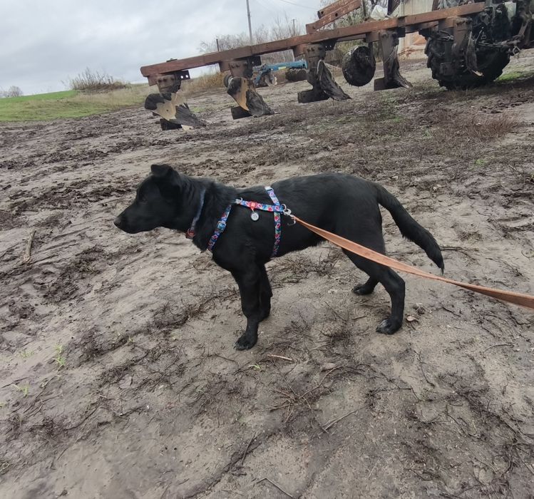 Отдам щенка(мальчик) в добрые руки!!!