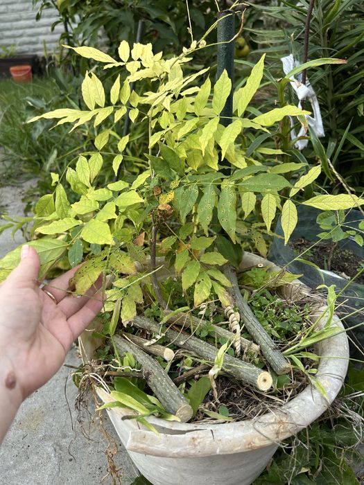 Глициния отводки саженцы