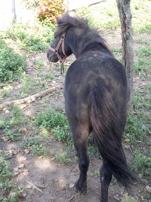 Kucyk ogierek 5 letni objezdzony