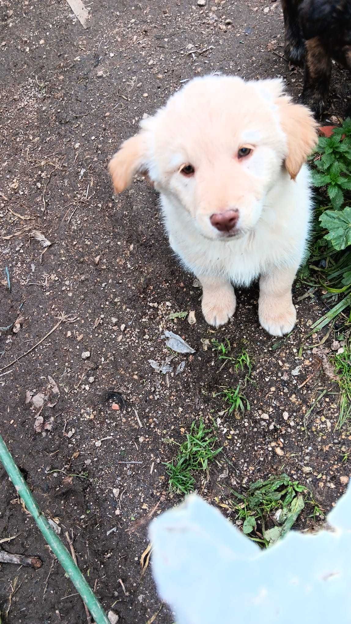 Labradores para ADOÇÃO