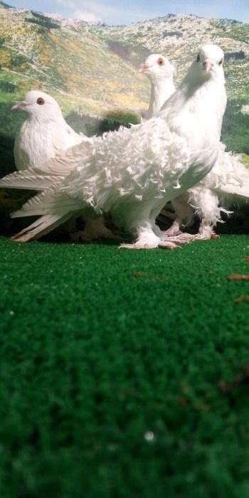 Pombos de várias raças.