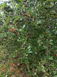 Aronia ekologiczna