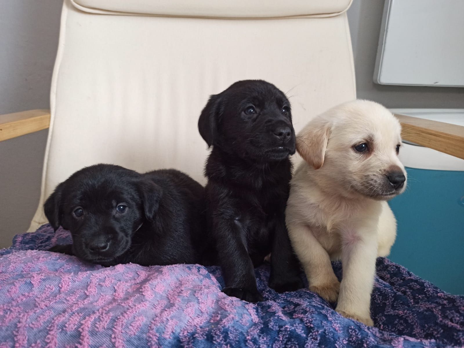 Labrador Retriever Z Rodowodem