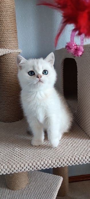 Шотландський срібний бешкетник